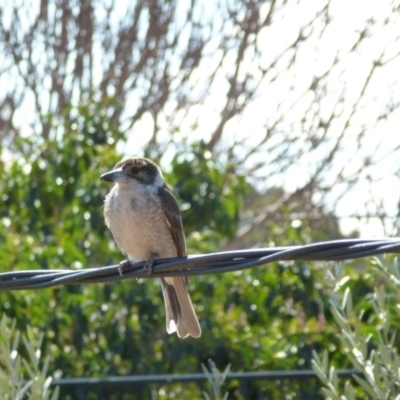 Cracticus torquatus (Grey Butcherbird) at Wanniassa, ACT - 31 Aug 2019 by Jenjen