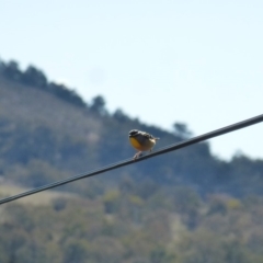 Pardalotus punctatus at Wanniassa, ACT - 31 Aug 2019