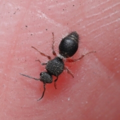 Mutillidae (family) (Unidentified Mutillid wasp or velvet ant) at Hackett, ACT - 28 Aug 2019 by TimL