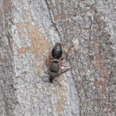 Mutillidae (family) at ANBG - 28 Aug 2019