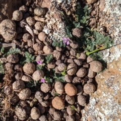 Erodium cicutarium (Common Storksbill, Common Crowfoot) at Majura, ACT - 31 Aug 2019 by Riko