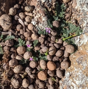 Erodium cicutarium at Majura, ACT - 31 Aug 2019