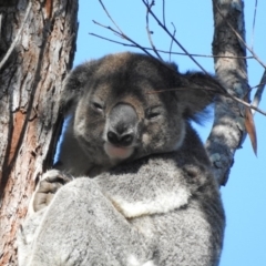 Phascolarctos cinereus (Koala) at Tewantin, QLD - 29 Aug 2019 by Wildling