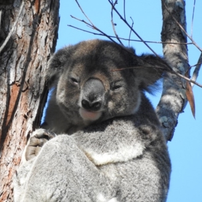 Phascolarctos cinereus (Koala) at Tewantin, QLD - 29 Aug 2019 by Wildling