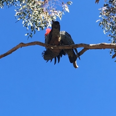 Callocephalon fimbriatum (Gang-gang Cockatoo) at GG52 - 31 Aug 2019 by KL