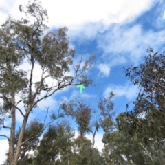 Manorina melanocephala at O'Malley, ACT - 30 Aug 2019 11:34 AM