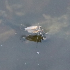 Ephydridae sp. (family) (Shore Flies) at Fyshwick, ACT - 30 Aug 2019 by RodDeb