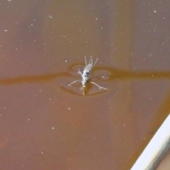 Ephydridae sp. (family) at Fyshwick, ACT - 30 Aug 2019