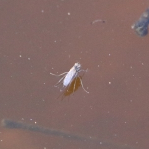 Ephydridae sp. (family) at Fyshwick, ACT - 30 Aug 2019