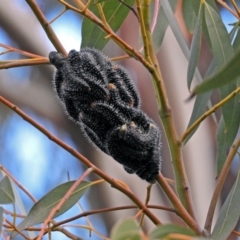 Perga sp. (genus) (Sawfly or Spitfire) at Jerrabomberra Wetlands - 30 Aug 2019 by RodDeb