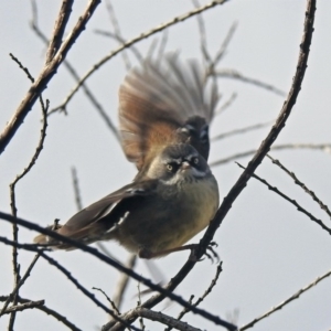 Sericornis frontalis at Fyshwick, ACT - 30 Aug 2019