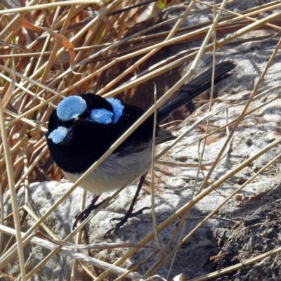 Malurus cyaneus (Superb Fairywren) at Fyshwick, ACT - 30 Aug 2019 by RodDeb