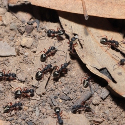 Dolichoderus scabridus (Dolly ant) at Acton, ACT - 28 Aug 2019 by TimL