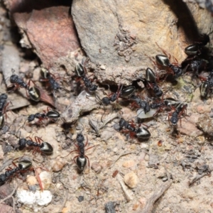 Dolichoderus scabridus at Acton, ACT - 28 Aug 2019