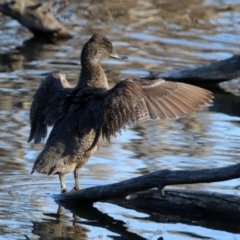 Stictonetta naevosa (Freckled Duck) at Fyshwick, ACT - 30 Aug 2019 by RodDeb