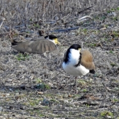 Vanellus miles (Masked Lapwing) at Fyshwick, ACT - 30 Aug 2019 by RodDeb