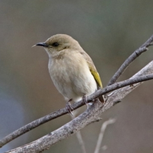 Ptilotula fusca at Fyshwick, ACT - 30 Aug 2019 02:37 PM