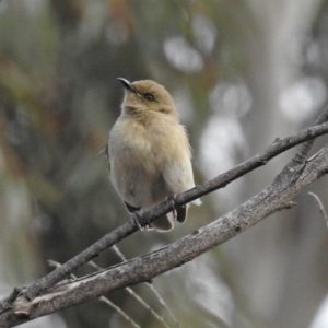 Ptilotula fusca at Fyshwick, ACT - 30 Aug 2019 02:37 PM