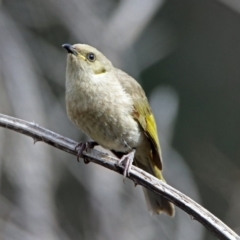 Ptilotula fusca at Fyshwick, ACT - 30 Aug 2019 02:37 PM