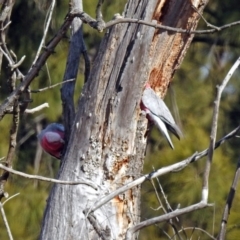 Eolophus roseicapilla at Fyshwick, ACT - 30 Aug 2019 02:27 PM