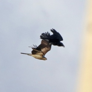 Haliastur sphenurus at Fyshwick, ACT - 30 Aug 2019