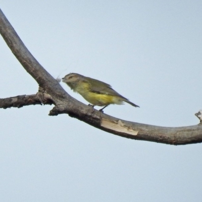 Smicrornis brevirostris (Weebill) at Fyshwick, ACT - 30 Aug 2019 by RodDeb