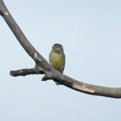 Smicrornis brevirostris at Fyshwick, ACT - 30 Aug 2019 02:51 PM