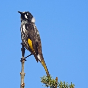 Phylidonyris novaehollandiae at Fyshwick, ACT - 30 Aug 2019