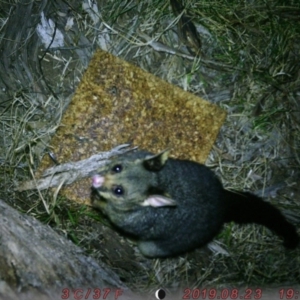 Trichosurus vulpecula at Canberra, ACT - 23 Aug 2019 07:38 PM