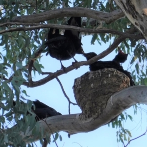 Corcorax melanorhamphos at Deakin, ACT - 31 Aug 2019 05:10 PM