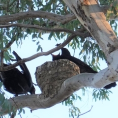 Corcorax melanorhamphos at Deakin, ACT - 31 Aug 2019 05:10 PM