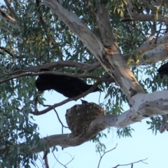 Corcorax melanorhamphos at Deakin, ACT - 31 Aug 2019 05:10 PM