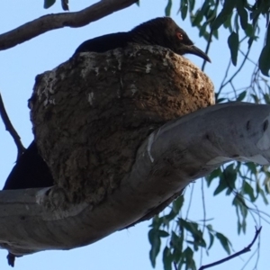 Corcorax melanorhamphos at Deakin, ACT - 31 Aug 2019 05:10 PM