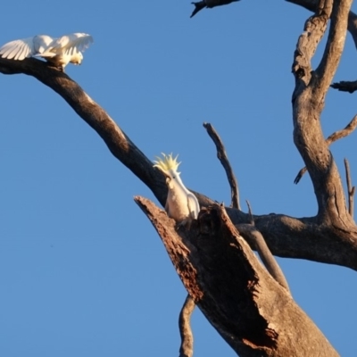 Cacatua galerita (Sulphur-crested Cockatoo) at Deakin, ACT - 31 Aug 2019 by JackyF