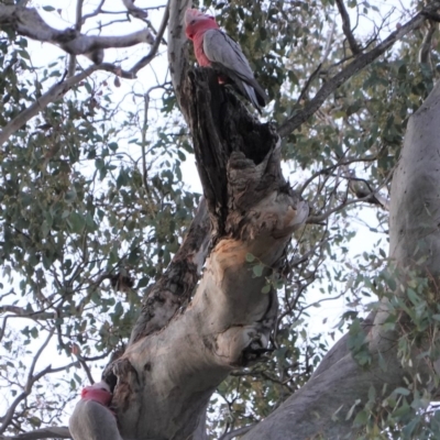 Eolophus roseicapilla (Galah) at Deakin, ACT - 31 Aug 2019 by JackyF