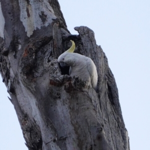 Cacatua galerita at Deakin, ACT - 31 Aug 2019