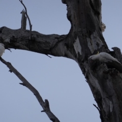 Cacatua galerita at Deakin, ACT - 31 Aug 2019 05:38 PM