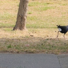 Porphyrio melanotus at Yarralumla, ACT - 27 Aug 2019