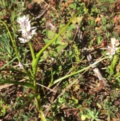 Wurmbea dioica subsp. dioica (Early Nancy) at Molonglo River Reserve - 31 Aug 2019 by NickiTaws