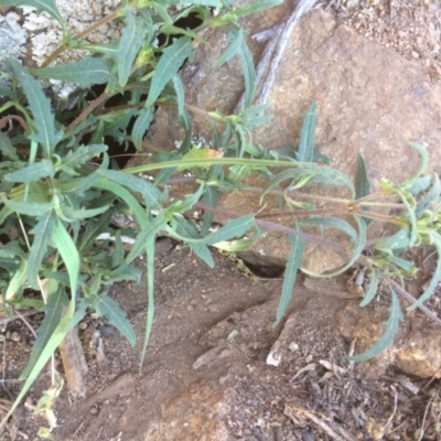 Sigesbeckia australiensis (Cobber Weed) at Stromlo, ACT - 31 Aug 2019 by NickiTaws