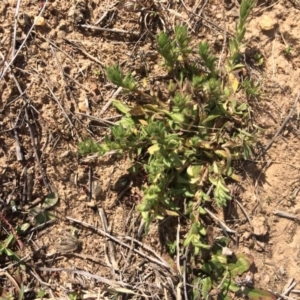 Leptorhynchos squamatus at Molonglo Valley, ACT - 30 Aug 2019