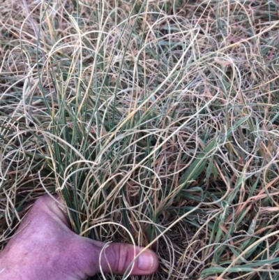 Carex bichenoviana (A Sedge ) at Molonglo River Reserve - 30 Aug 2019 by NickiTaws