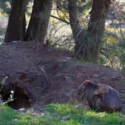 Vombatus ursinus (Common wombat, Bare-nosed Wombat) at Bannaby, NSW - 2 Aug 2019 by KimPullen