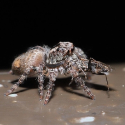 Servaea narraweena (A jumping spider) at Acton, ACT - 28 Aug 2019 by TimL