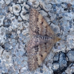 Scopula rubraria (Reddish Wave, Plantain Moth) at Tennent, ACT - 30 Aug 2019 by rawshorty