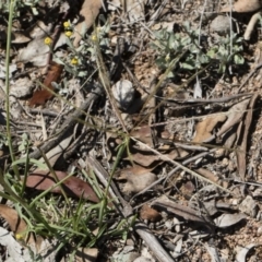 Chloris truncata (Windmill Grass) at Michelago, NSW - 12 Jan 2019 by Illilanga