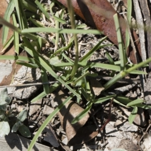 Chloris truncata at Michelago, NSW - 12 Jan 2019 10:07 AM