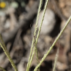 Chloris truncata at Michelago, NSW - 12 Jan 2019 10:07 AM