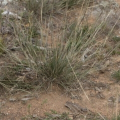 Aristida ramosa at Michelago, NSW - 5 Apr 2019