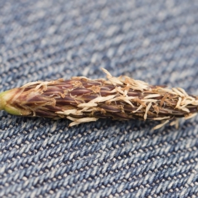 Eleocharis sp. (Spike-rush) at Michelago, NSW - 25 Nov 2018 by Illilanga